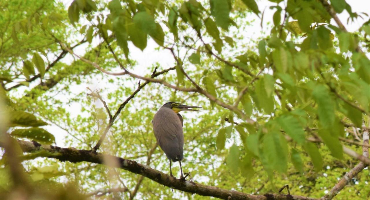 Hotel Rio Celeste Finca L' Etoile Celeste El Achiote エクステリア 写真