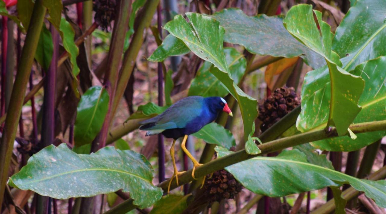 Hotel Rio Celeste Finca L' Etoile Celeste El Achiote エクステリア 写真