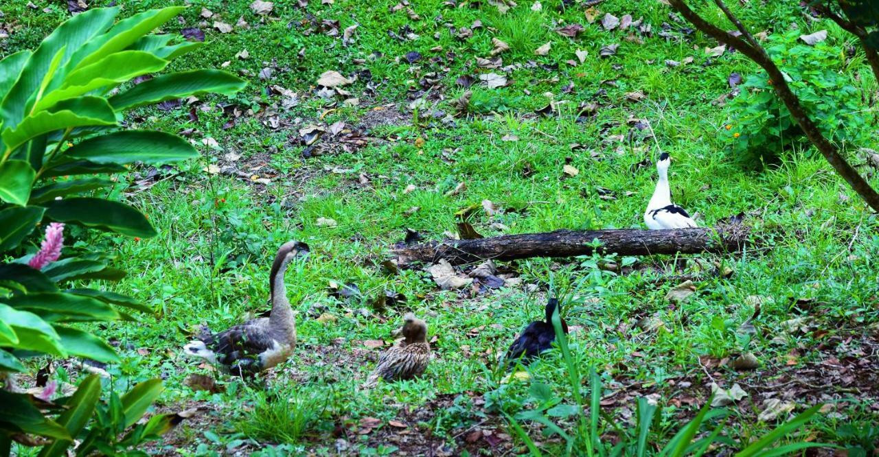 Hotel Rio Celeste Finca L' Etoile Celeste El Achiote エクステリア 写真